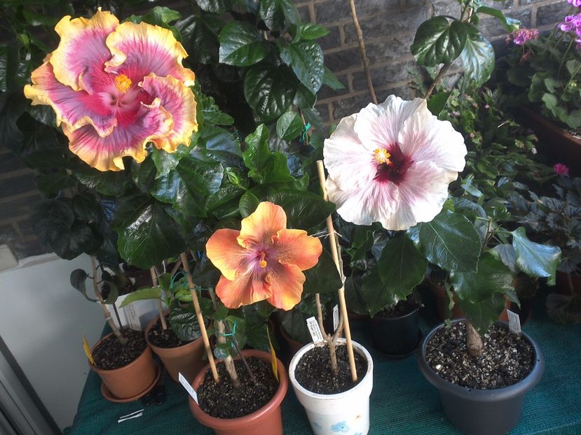 WIN_20170806_084534 - 03Hibiscus