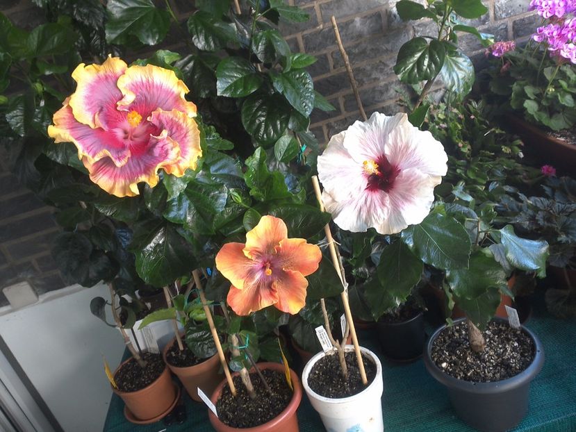 WIN_20170806_084542 - 03Hibiscus