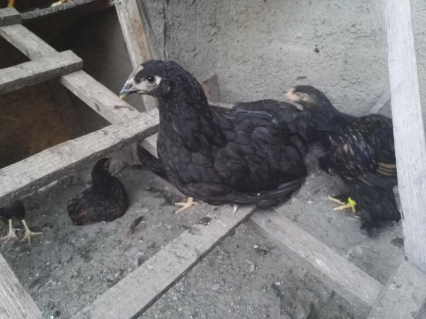  - Jersey Giant albastru si negru