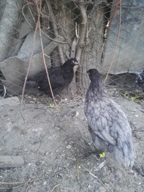  - Jersey Giant albastru si negru