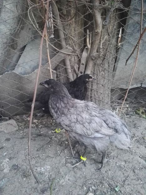  - Jersey Giant albastru si negru