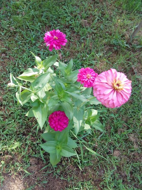  - AAAA__CARCIUMARESE 2015_2017_2018_2019