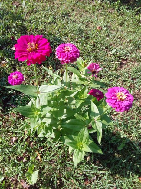  - AAAA__CARCIUMARESE 2015_2017_2018_2019