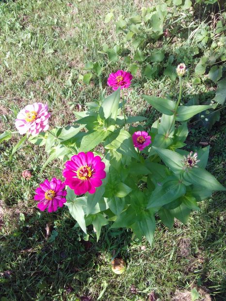  - AAAA__CARCIUMARESE 2015_2017_2018_2019