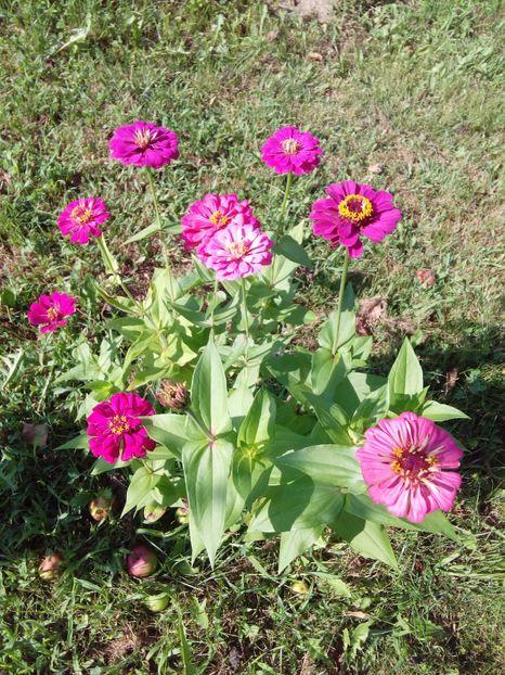  - AAAA__CARCIUMARESE 2015_2017_2018_2019