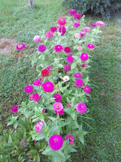  - AAAA__CARCIUMARESE 2015_2017_2018_2019