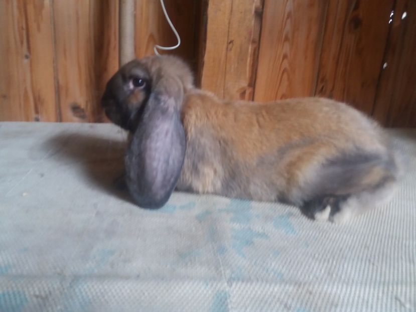 6.08.2017 - a_F_THURINGER_C