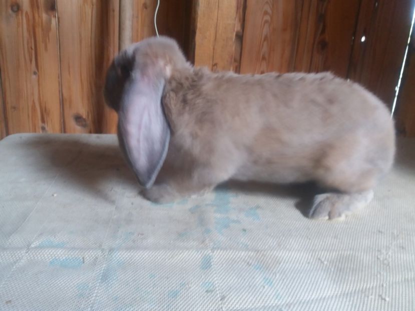 6.08.2017 - b_M_IZABELL_1