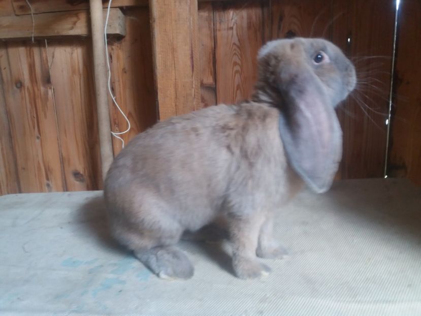 6.08.2017 - b_M_IZABELL_1