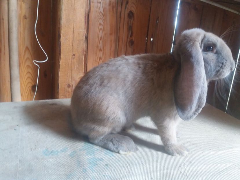 6.08.2017 - b_M_IZABELL_1