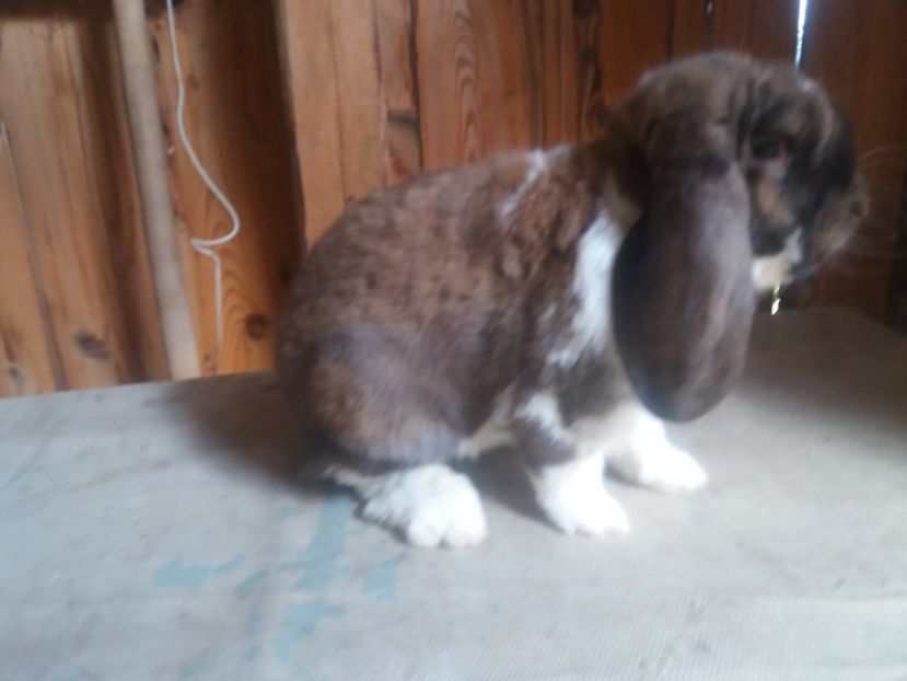 6.08.2017 - b_M_THURINGER MANTULAT2_Ro3172