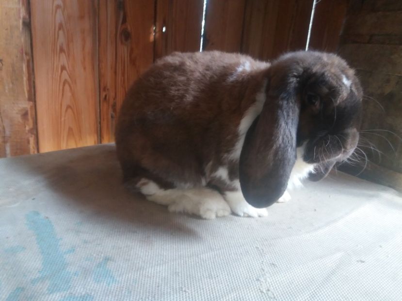 6.08.2017 - b_M_THURINGER MANTULAT2_Ro3172