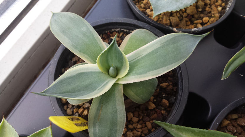 Vandut Agave Potatorum Marginata 100 ron - Vandute