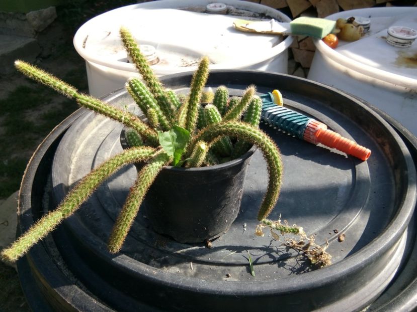  - Cactusi