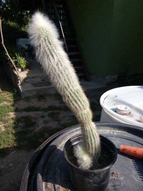  - Cactusi
