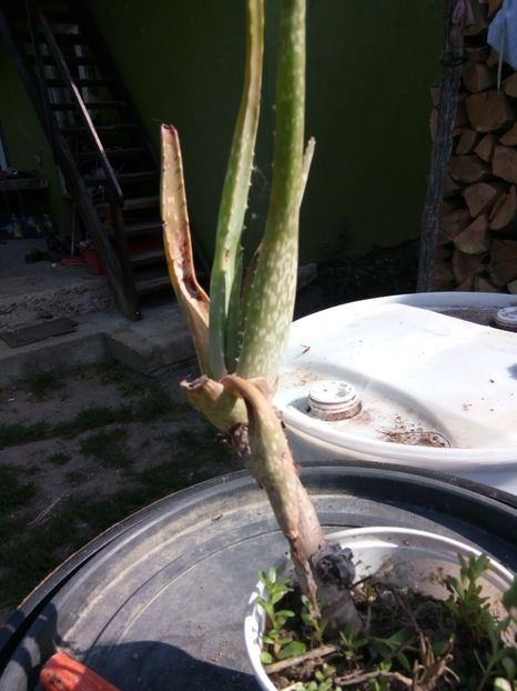  - Cactusi