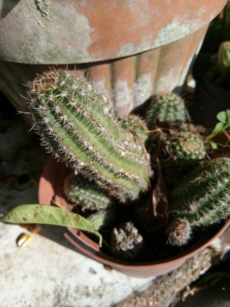  - Cactusi