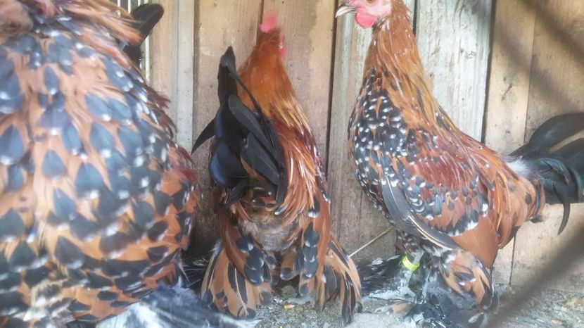  - Mii de flori portelan