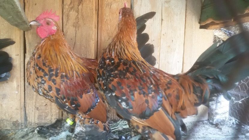  - Mii de flori portelan