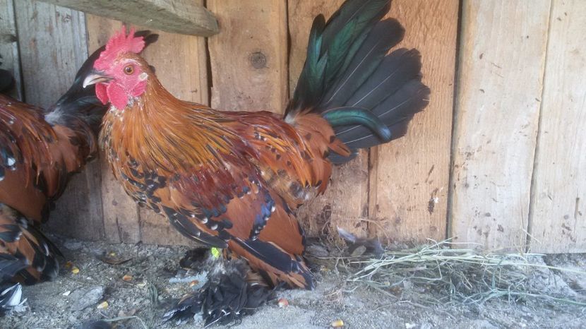  - Mii de flori portelan