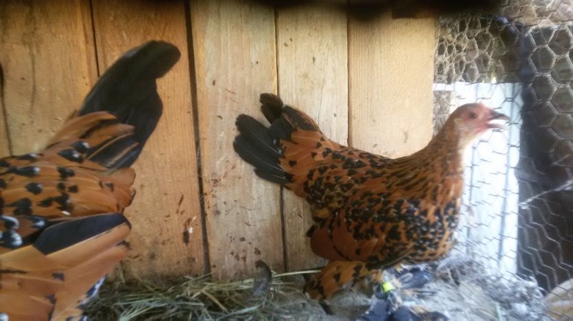  - Mii de flori portelan