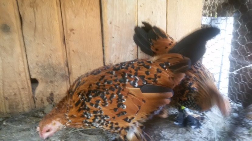  - Mii de flori portelan