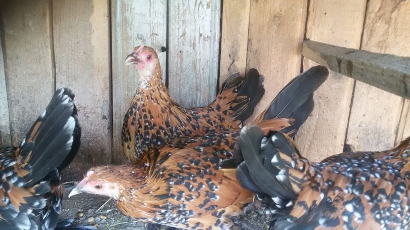  - Mii de flori portelan