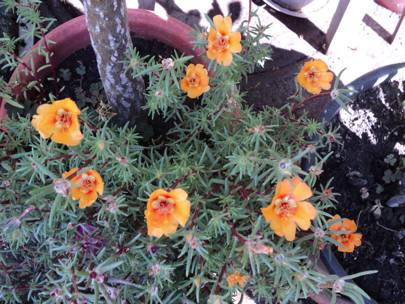 poze 2015 017 - Vara