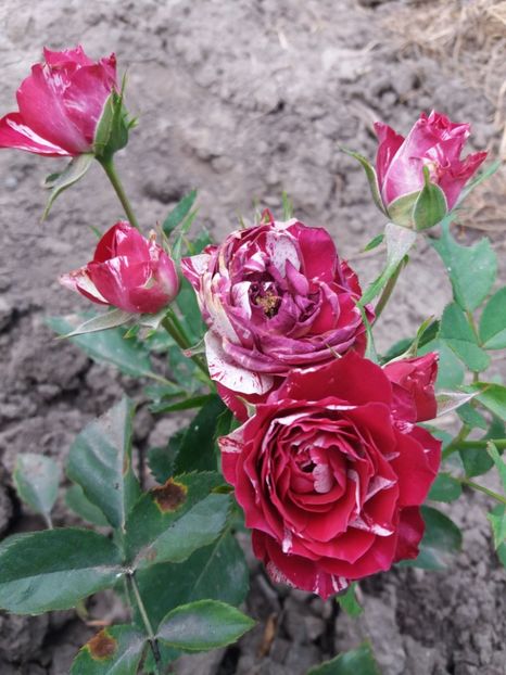  - Belle d Espenouse 1