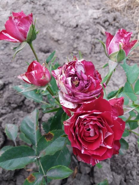  - Belle d Espenouse 1