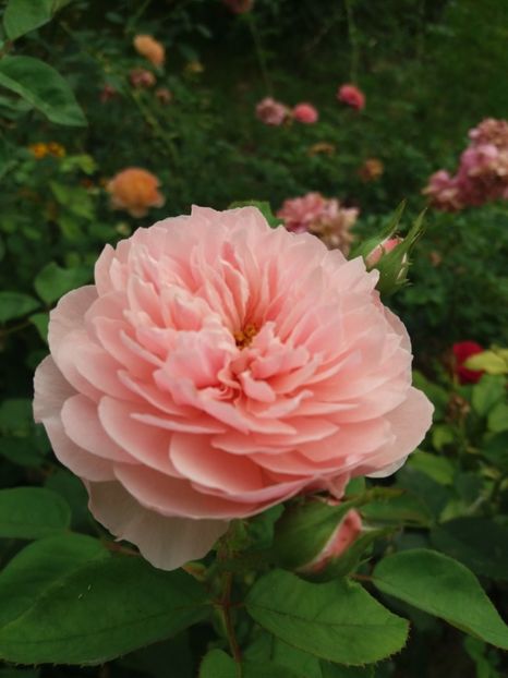  - The alnwick Rose