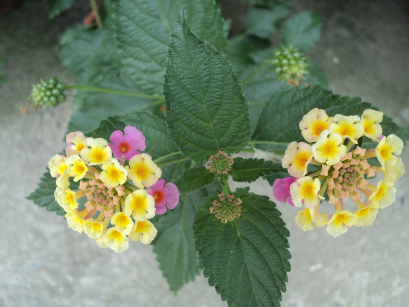 lantana - Vara