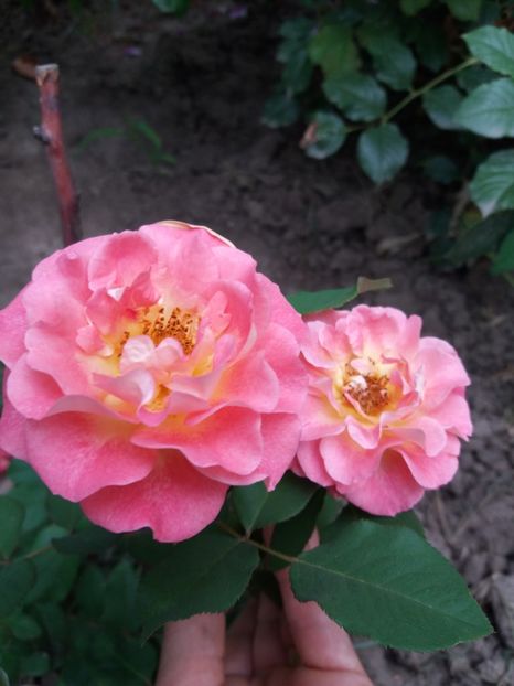  - Michelle Bedrossian 1