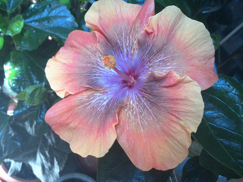 Moorea Sugar Lady - 0Hibiscus in colectie infloriti