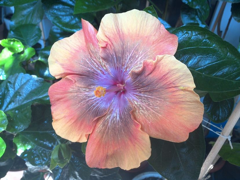 WIN_20170806_121229 - 0Hibiscus in colectie infloriti
