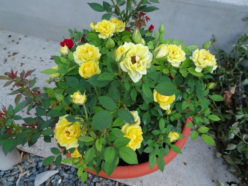 3 aug - TRANDAFIRI MINI IN CIUBAR