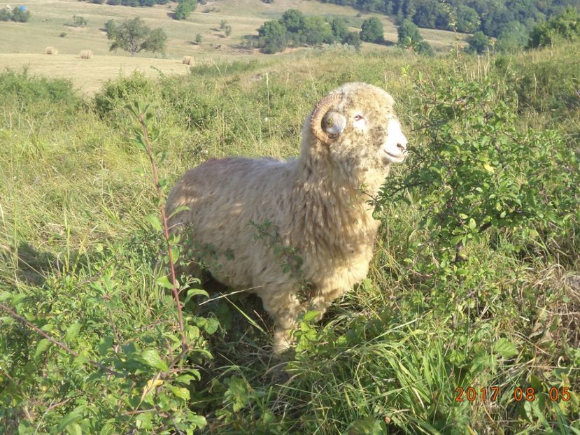  - Turcana-Alba 2017-2018