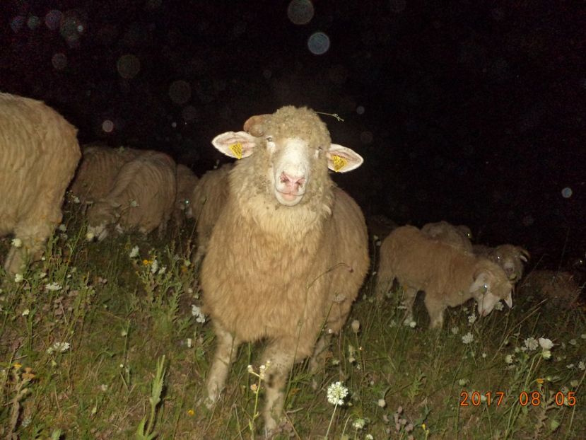  - Turcana-Alba 2017-2018