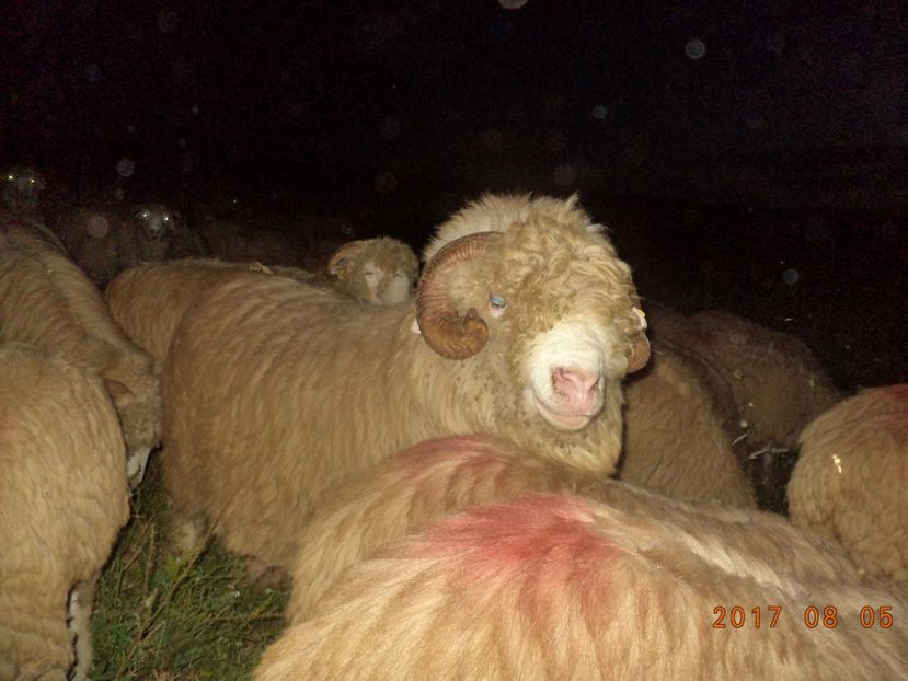  - Turcana-Alba 2017-2018