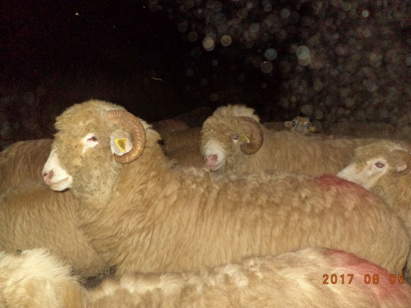  - Turcana-Alba 2017-2018