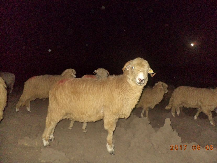  - Turcana-Alba 2017-2018