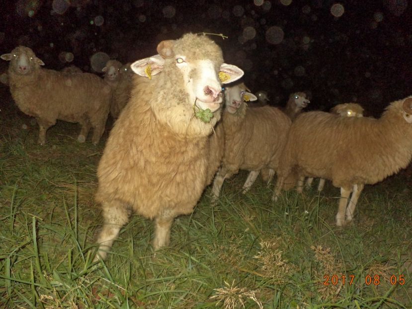  - Turcana-Alba 2017-2018