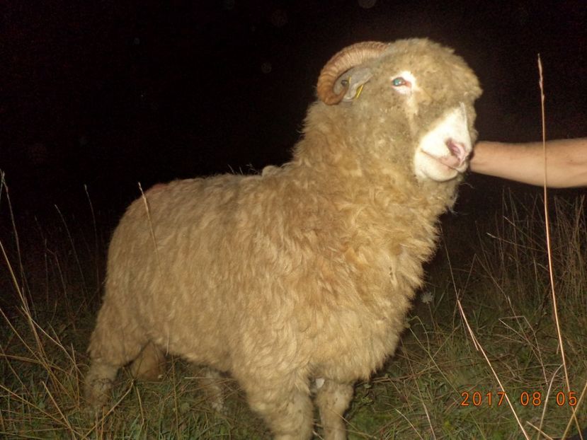  - Turcana-Alba 2017-2018