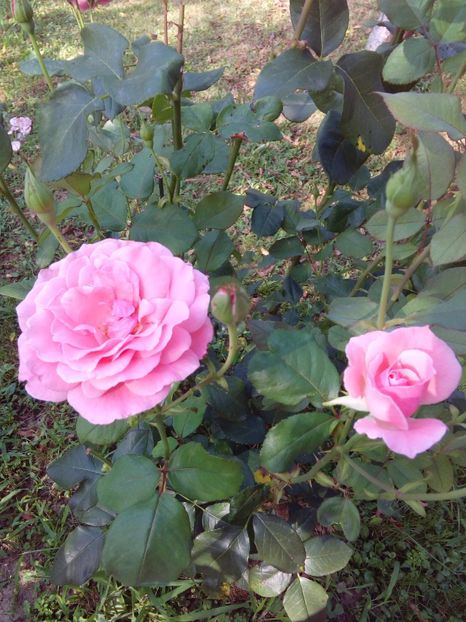  - TRANDAFIRI 2017_2018