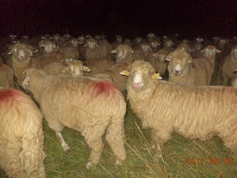  - Turcana-Alba 2017-2018