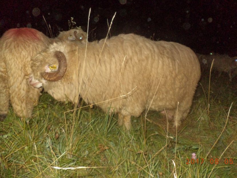  - Turcana-Alba 2017-2018