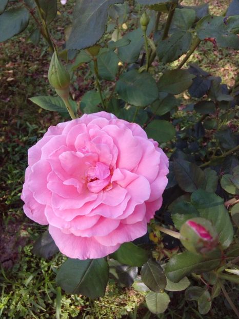  - TRANDAFIRI 2017_2018