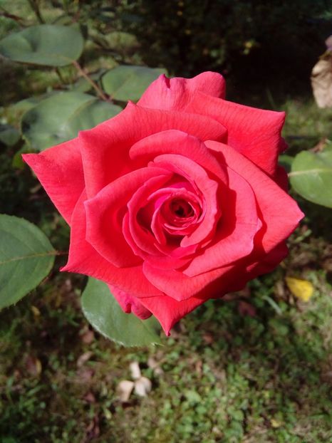  - TRANDAFIRI 2017_2018