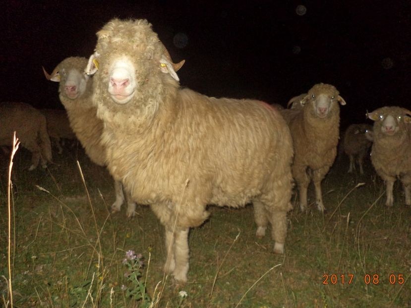  - Turcana-Alba 2017-2018