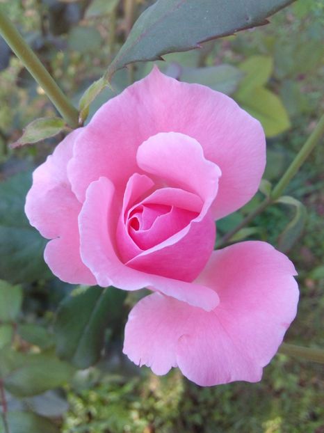  - TRANDAFIRI 2017_2018